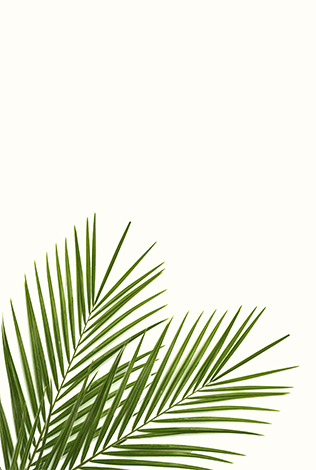 Tropical leaves image